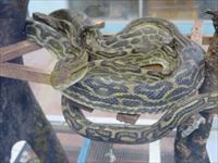 奄美観光ハブセンター